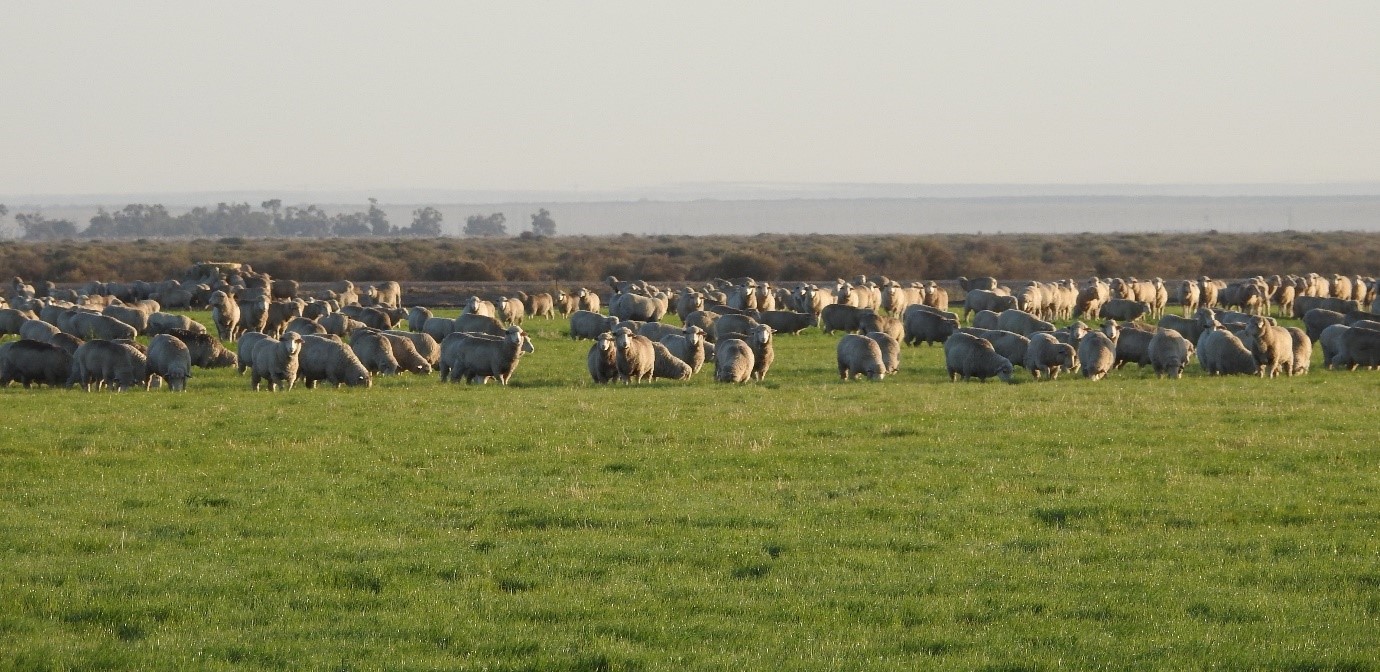 Herd of sheep on Caroonboon Station